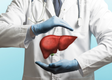 the role of the liver